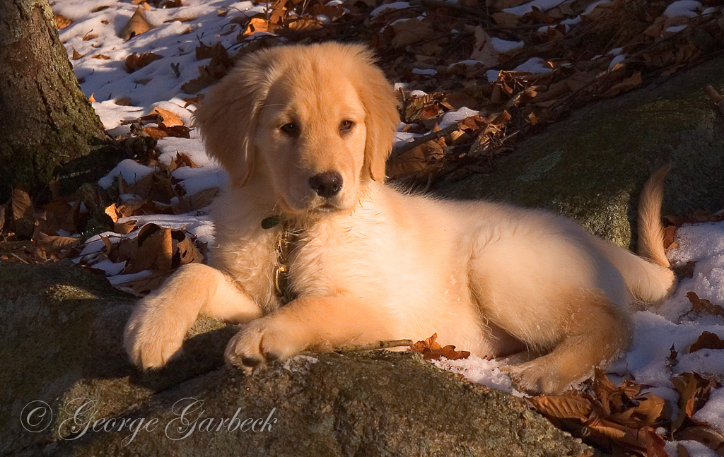 Golden Boy